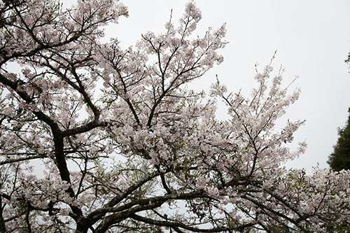 嘉義縣阿里山櫻花季──櫻與音的對話