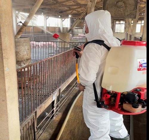 防範豬日本腦炎，嘉義縣家畜所呼籲豬農落實防蚊及疫苗注射