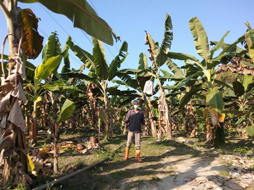 香蕉收入保險投保至3月31日 台南市長黃偉哲鼓勵蕉農踴躍投保