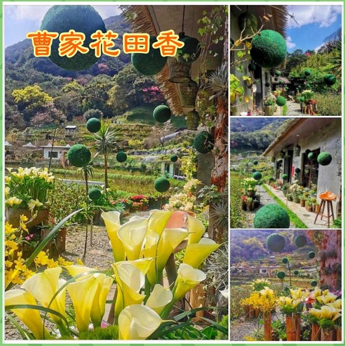 2023年竹子湖海芋季 「獨旅．偶遇」來一段美好的旅程!