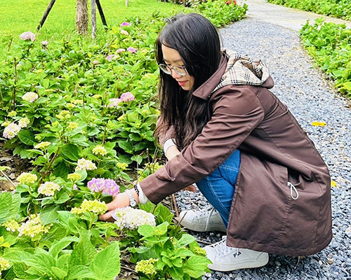 北大污水廠旁草花公園開放　五彩繽紛繡球花綻放供欣賞