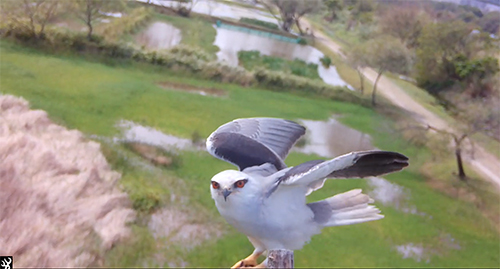 高灘處大漢溪濕地打造鳥類棲架　捕捉鳥類休息超萌樣