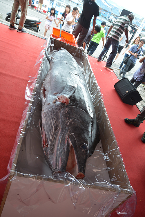 台東旗魚首度官方拍賣 「第一旗」喊出9萬5創紀錄