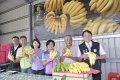 台灣的「蕉」傲 雲林香蕉成功外銷日本