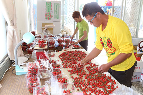 健康優質設施小果番茄競賽，16項獎嘉義縣奪14項