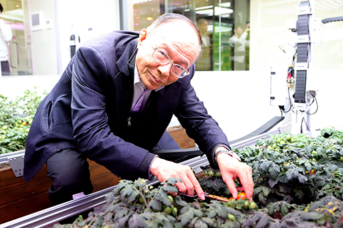 南華大學智能環控植物工場揭牌，林聰明校長採收番茄。