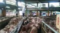 新北市農業局：豬肉供應充足 年節價格平穩