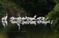 台東環保局：荷花盛開群鳥飛 除了垃圾其它都很美