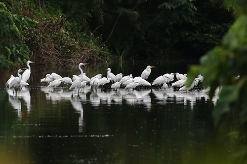 白鴛鴦傍晚集體於生態池覓食