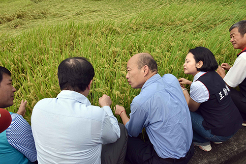 水稻農損 高雄市長韓國瑜：全力協助降低農友損失
