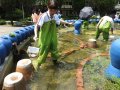 樹林高中師生改造噴水池 生態池成昆蟲新棲地