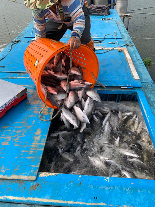 鱸魚、吳郭魚低溫保單15日截止 嘉義縣府籲請漁民把握投保