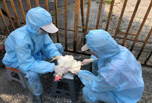 氣溫下降 呼籲養禽業者加強禽舍保暖措施以防範禽流感