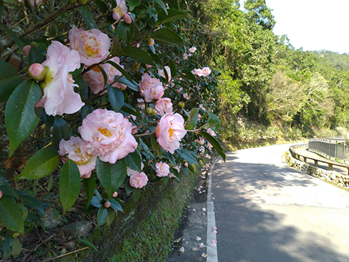 新北市坪林金瓜寮溪自行車道粉紅茶花盛開 賞花正是時候