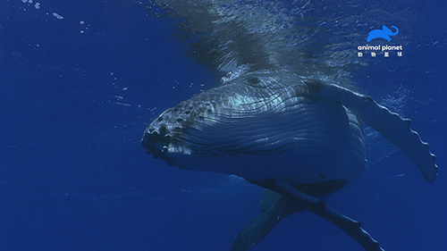 大翅鯨的歌聲可以傳到2500多公里之遠的大海另一端，音量高達175分貝，是地表上音量最大的哺乳類動物。