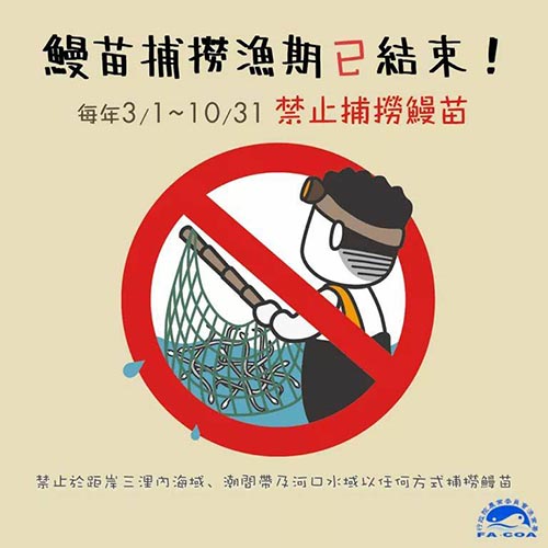 鰻苗捕撈漁期已結束 3至10月禁止捕撈