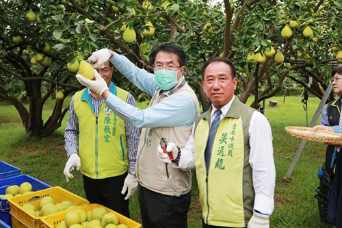 台南市長黃偉哲關心柚農產銷 宣布8月19日啟動大果收購