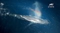 2020動物星球版《白鯨記》隆重獻映！窥深海巨霸「抹香鯨」大戰「大王烏賊」