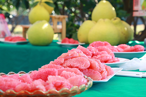 台南紅柚鮮採上市 市長黃偉哲歡迎全國鄉親及早訂購