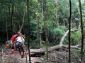 推動永續森林 台北市大地處推薦20種坡地適生樹種