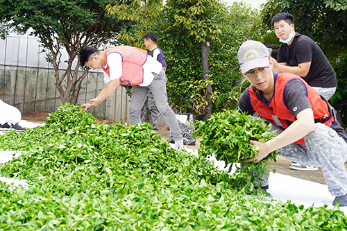 新北茶農展現強大實力 連獲全國製茶與機採茶菁雙項冠軍