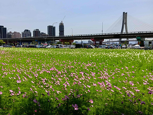百日草、波斯菊爭豔　新北大都會公園花海迎賓