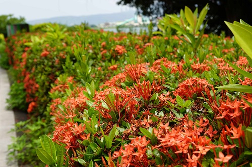三重淡水河畔仙丹花盛開 新水岸電梯啟用便利賞景
