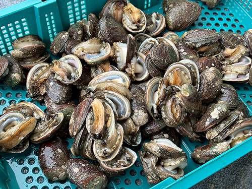 新北貢寮鮑正肥美　15日澳底漁港舉辦貢饗鮮味活動