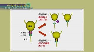 耕莘醫院副院長兼安康院區院長廖俊厚：攝護腺癌防治‧掌握先機